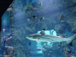 Haus des Meeres 4.02.2026